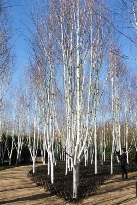 Betula utilis jaquemontii in Anglesey Abbey gardens