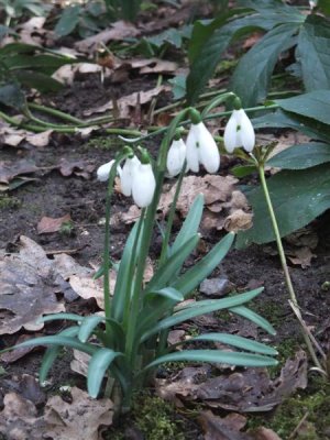 Snowdrops just opening