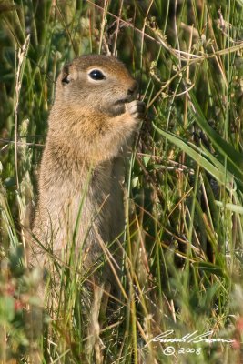 Ground Squirrel 4465 800.jpg