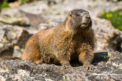 Marmot 5325 800.jpg