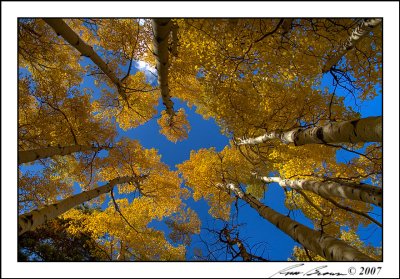 Aspens 4637.jpg