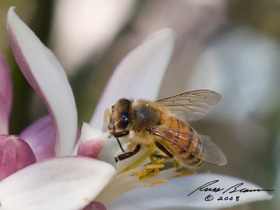 Honeybee on Lime Blossum 7860.jpg
