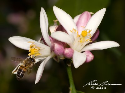 Honeybee on Lime Blossum 7923.jpg