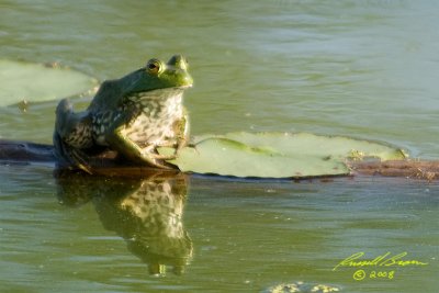 BULLFROG.0724.JPG