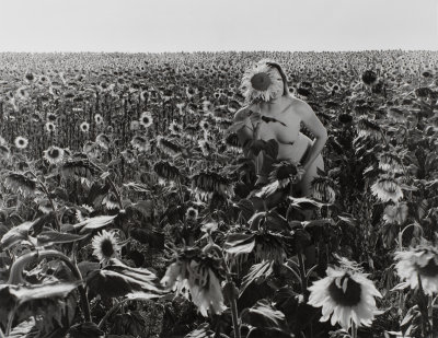 End of Sunflowers.jpg