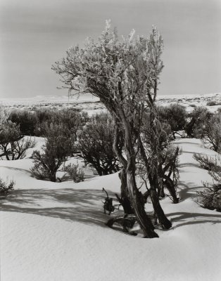 Sage Wyoming_Winter.jpg