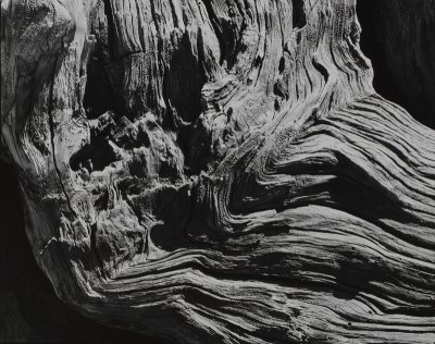 Sequoia detail_CA.jpg