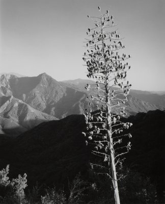 Yucca_Sierra_CA.jpg