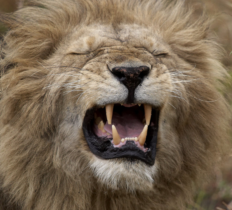 Lion, Kenya 2005