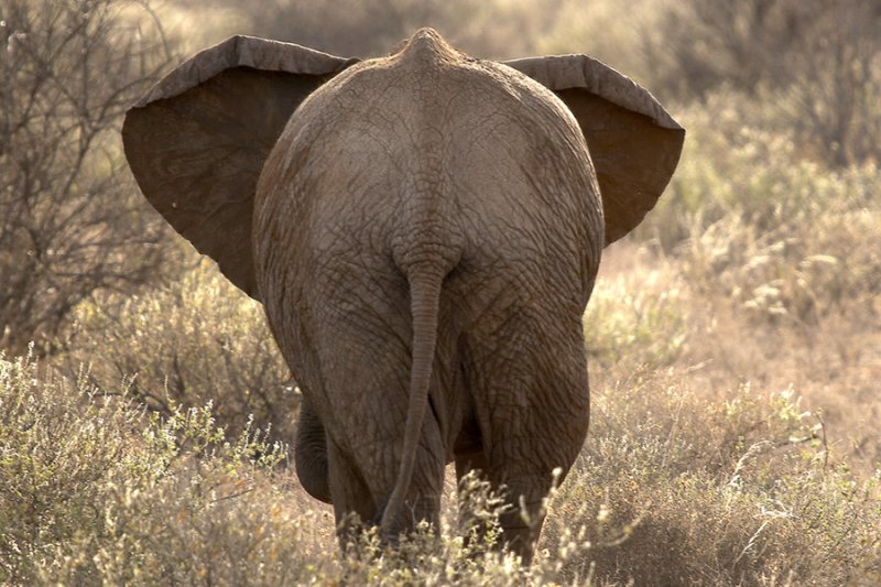 Elephant, Kenya 2005
