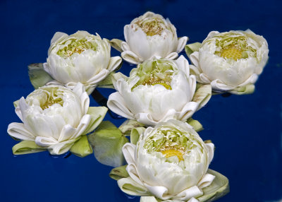 Lotus flowers, Thailand 2008