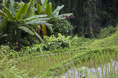 Rice fields #2, Thailand 2008