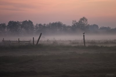 Mist over the polder