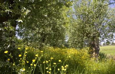 Springtime in the polder, 2010