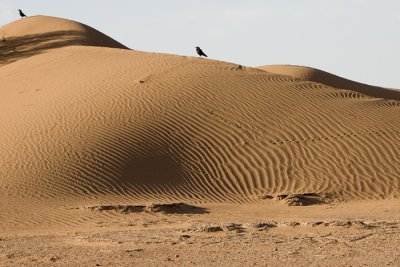 Sahara #7, Morocco 2007