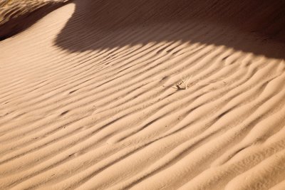 Sahara, Morocco 2007