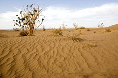 Sahara #8, Morocco 2007