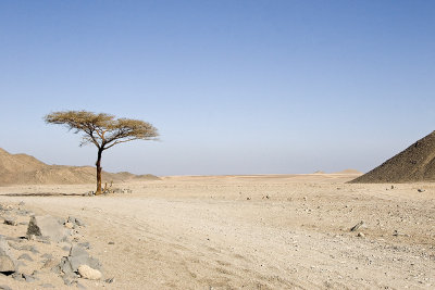 Desert tree, Egypt 2006