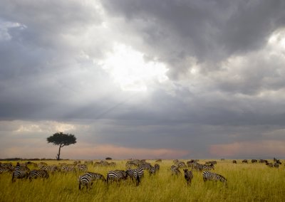 Masai Mara, Kenya 2005