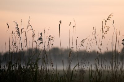 Ochtendgloren in de polder, 2005