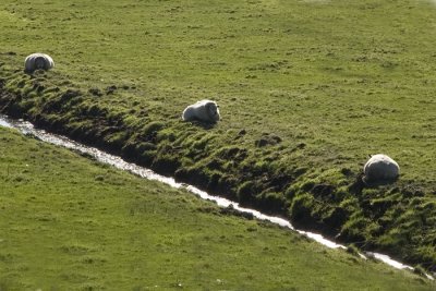 Diagonal of sheep 2007