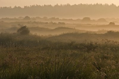 Bakkum, Netherlands 2006