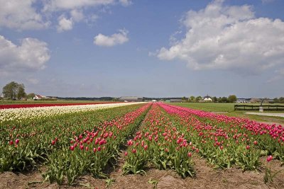 Tulip country
