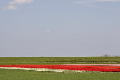 Tulip polder #2