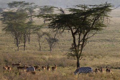 Samburu wild reserve, Kenya 2005