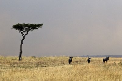 Masai Mara wild reserve #2, Kenya 2005