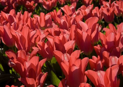 Tulips, Netherlands  2007