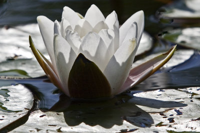 waterlily