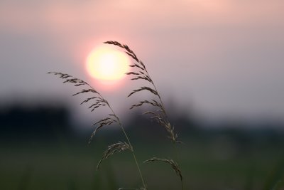 Polder evening, Netherlands 2004