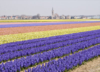 Hyacints, Holland, 2007