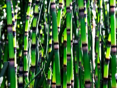 Bamboo, 2004