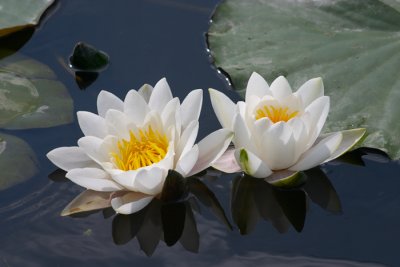Waterlily #3 2004
