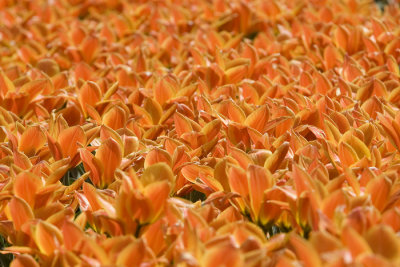 Tuliptime, Holland 2008