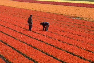 Inspecting the tulips, Holland 2008