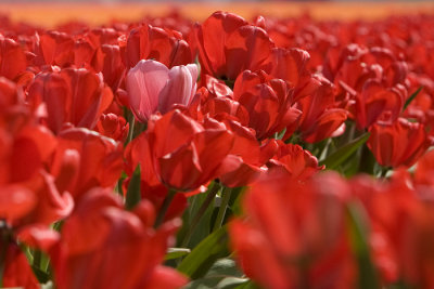 Tulips, Holland 2008