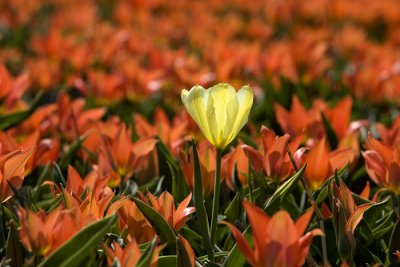 Tulips #2, Holland 2008