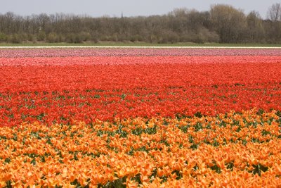 Tuliptime #2, Netherlands 2008