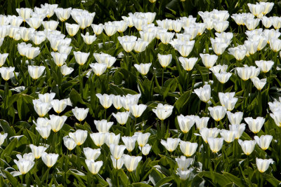Tulips #3, Holland 2008