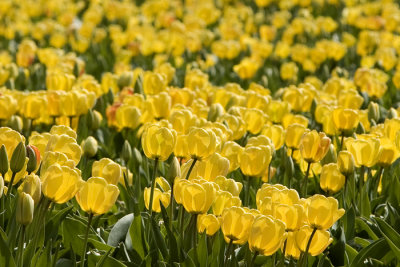 Tulips #3, Holland 2008