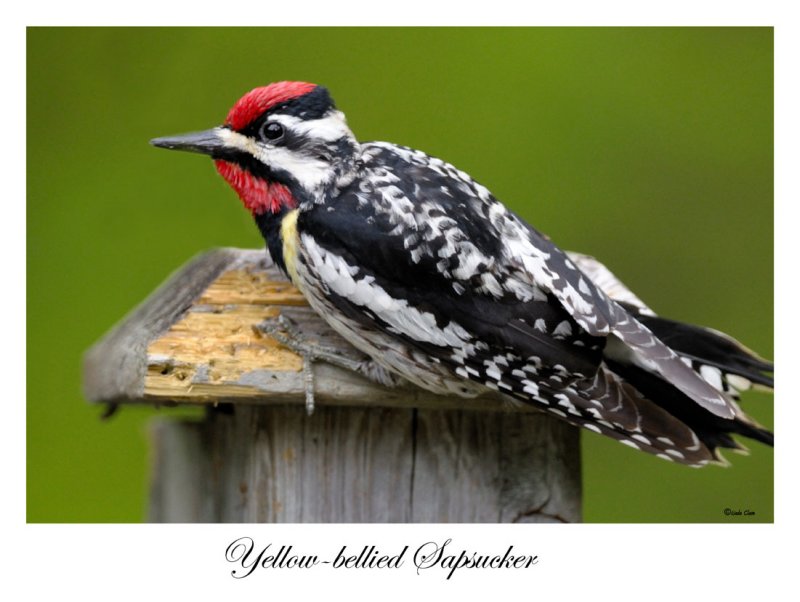 Yellow-bellied Sapsucker