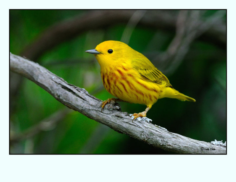 Yellow Warbler