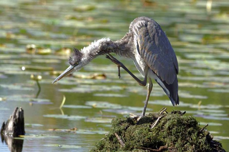 Great Blue Heron