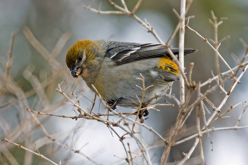 Pine Grosbeak