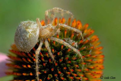 Common House Spider