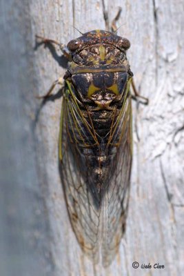 Cicada