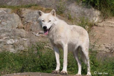 Arctic Wolf